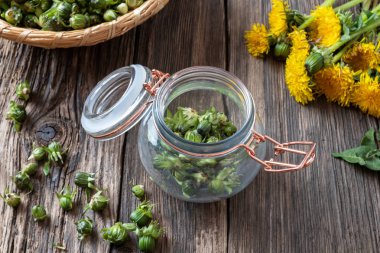 Karahindiba tomurcukları sahte kapanlar hazırlanması