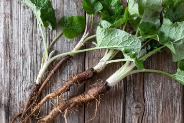 Bir masada Burdock kökleri, üst görünüm