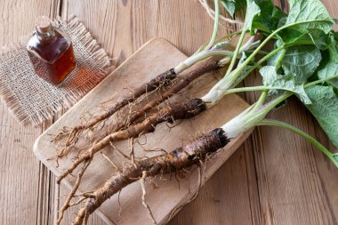 Burdock roots and tincture on a table clipart