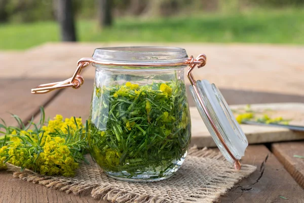 Zubereitung von Tinktur aus Zypressenmilchmilch — Stockfoto