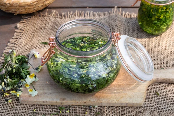 Preparación de tintura a partir de Viola arvensis fresca — Foto de Stock