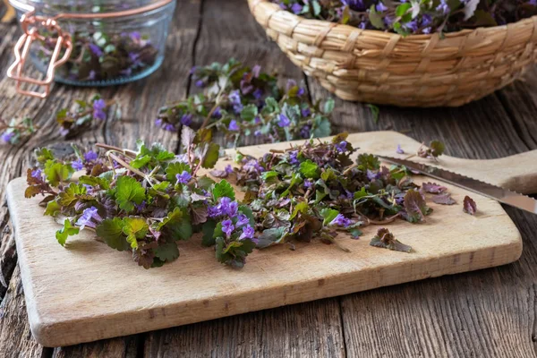 Skär marken-murgröna kvistar att förbereda växtbaserade sirap — Stockfoto