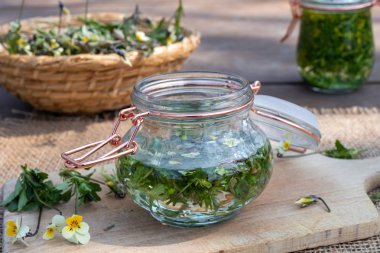 Viyola arvensis bitkisinden tentür hazırlanması