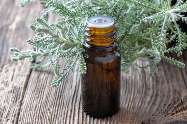 Taze Santolina chamaec ile santolina uçucu yağ bir şişe