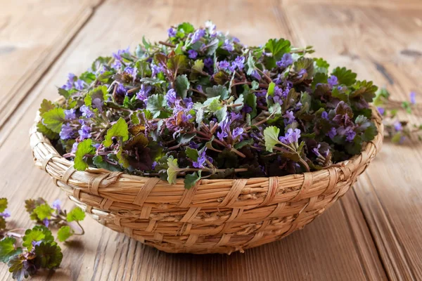 Fresh ground-ivy twigs in a basket on a table