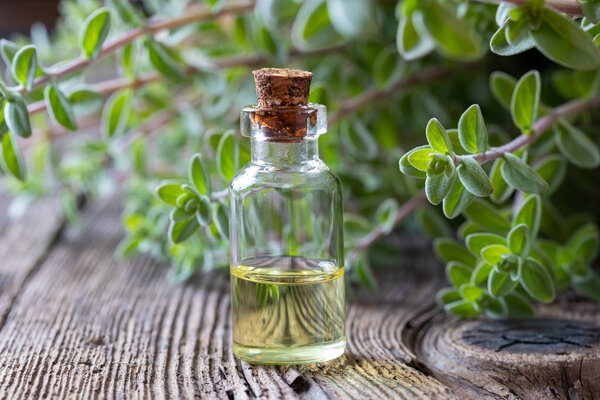 A bottle of marjoram essential oil with fresh marjoram