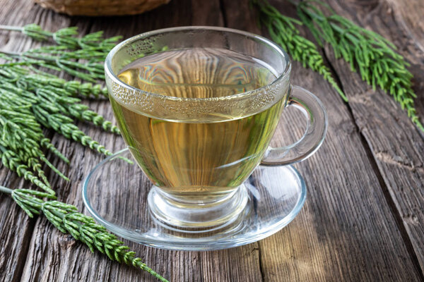 A cup of horsetail tea with fresh horsetail plant
