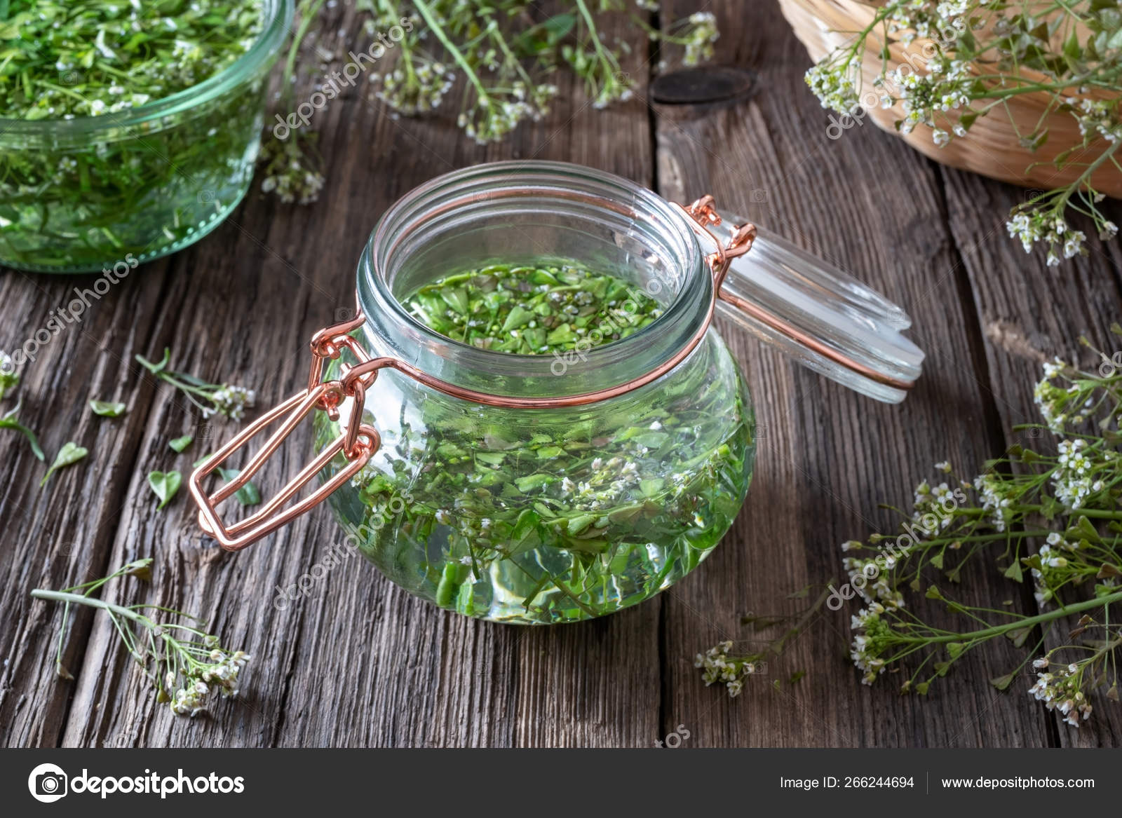 Preparation of tincture from shepherd's purse twigs Stock Photo by
