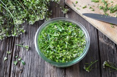 Çoban çantasından tentür hazırlanması