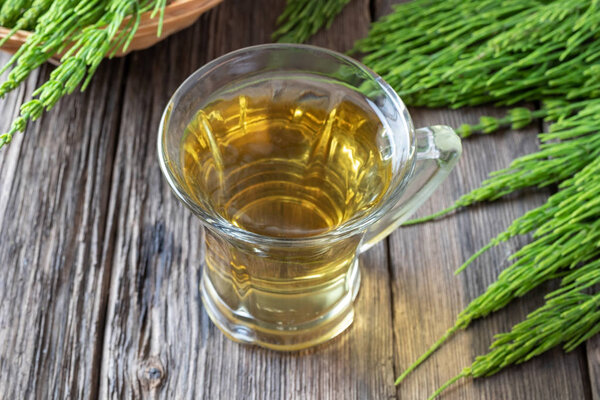 A cup of horsetail tea with fresh horsetail twigs