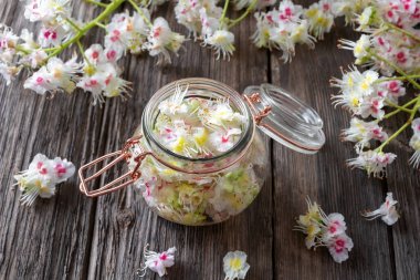 Çiçek açan at kestanesiten tentür hazırlanması