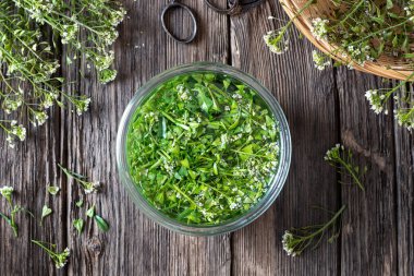 Çoban çantasından bitkisel tentür hazırlanması