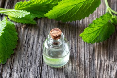 Melissa dalları ile melissa uçucu yağ bir şişe