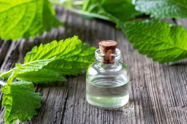Melissa dalları ile melissa uçucu yağ bir şişe