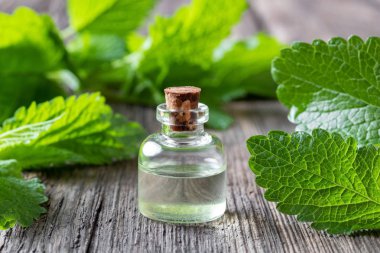 Melissa esans taze melissa dallar ile bir şişe