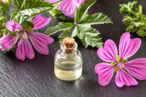 A bottle of mallow essential oil with fresh malva sylvestris flo — Stock Photo, Image