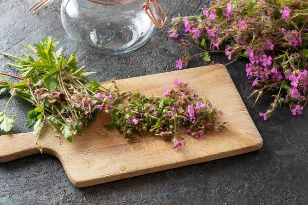 Kesme taze Herb-Robert tentür hazırlamak için — Stok fotoğraf