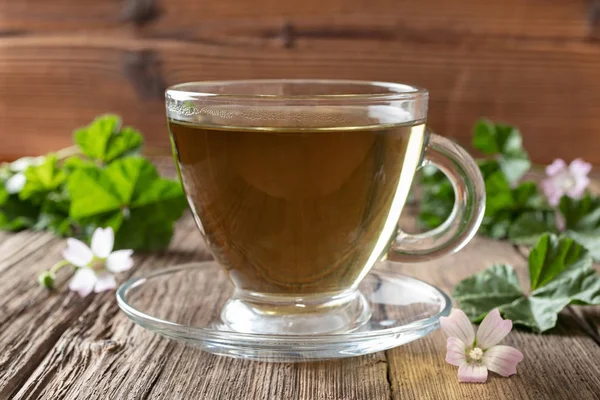 Uma xícara de chá de malva com planta de malva anã fresca — Fotografia de Stock