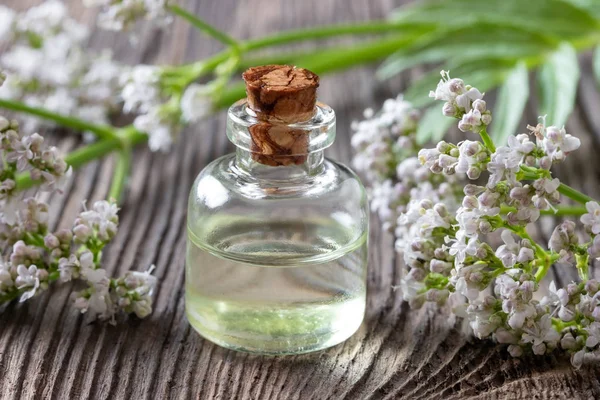 A bottle of valerian essential oil with fresh valerian twigs — Stock Photo, Image