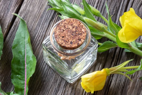 En flaske primula olie med frisk blomstrende aften pri - Stock-foto