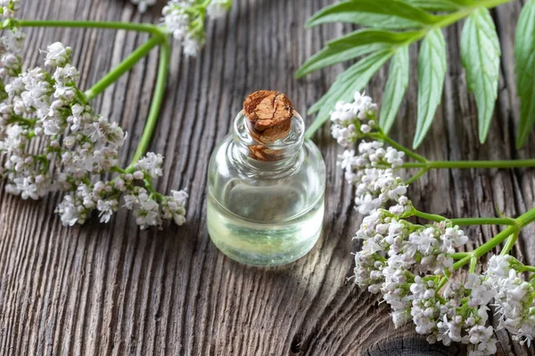 Una bottiglia di olio essenziale di valeriana con ramoscelli di valeriana freschi — Foto Stock