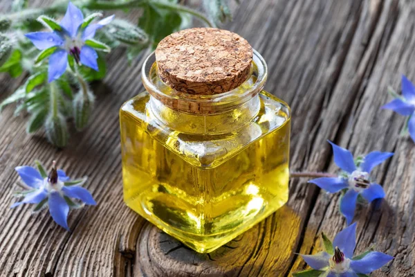 Una botella de aceite de borraja con planta de borraja en flor — Foto de Stock