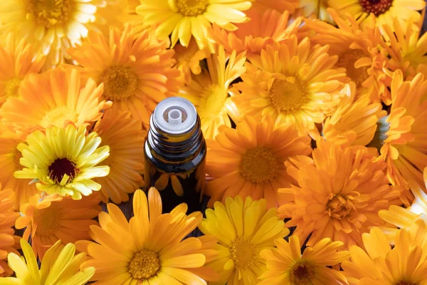 En flaske calendula æterisk olie med calendula blomster - Stock-foto