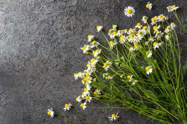 German chamomile flowers on a dark background clipart