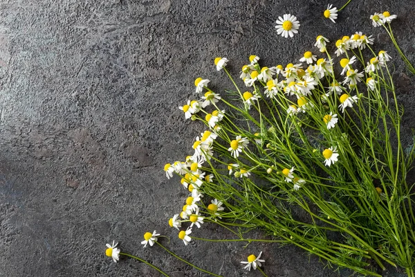 Flores de manzanilla alemanas sobre un fondo oscuro —  Fotos de Stock