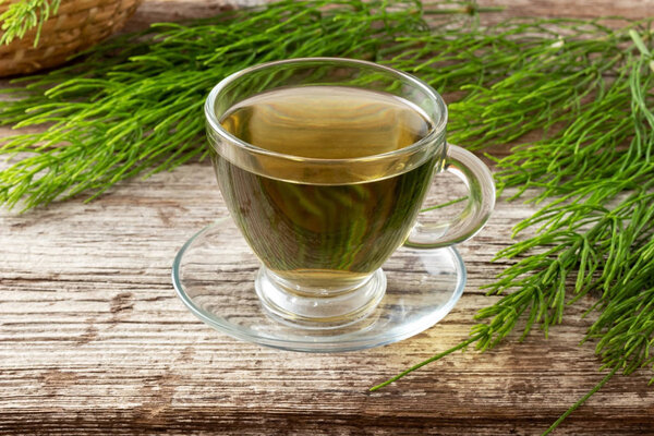 A cup of horsetail tea with fresh horsetail plant