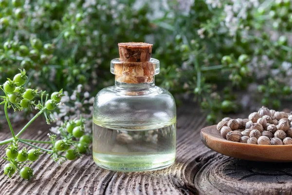 Eine Flasche ätherisches Korianderöl mit Koriander-Pflanze — Stockfoto