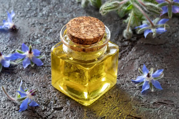 Une bouteille d'huile de bourrache avec une plante de bourrache fraîche — Photo
