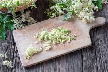 Meadowsweet çiçekleri tentür hazırlama
