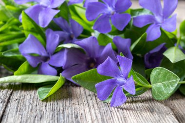 Bir masada Taze vinca minör bitki