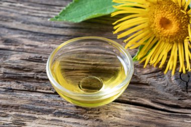 Goldenrod uçucu yağ ve taze bitki bir kase