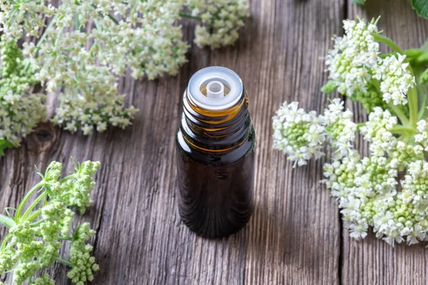 En mörk flaska eterisk olja med Angelica Plant — Stockfoto