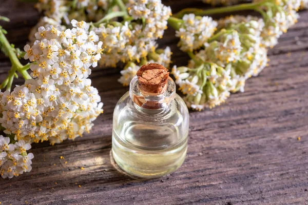 Una botella de aceite esencial de milenrama con milenrama en flor — Foto de Stock