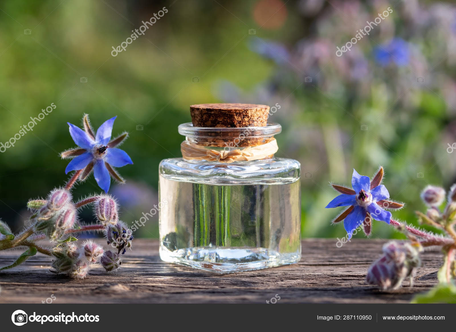 borage oil svenska borage oil svenska