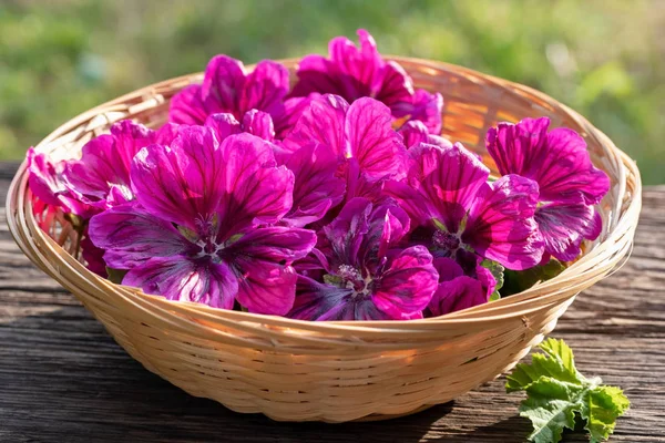 Malva sylvestris var. mauritiana blomster i en kurv - Stock-foto