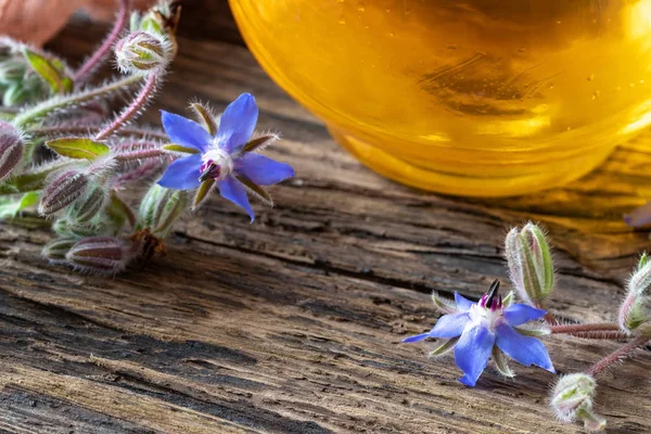 Blomstrende borage plante og olie på et bord - Stock-foto