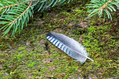 Mavi jay tüy - iyi şanslar sembolü