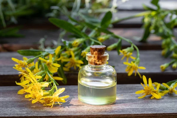 A bottle of essential oil with European goldenrod plant — Stock Photo, Image