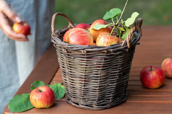 A basket with apples on a table in a garden