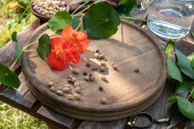 Bahçe nasturtium bitkisel tentür hazırlanması