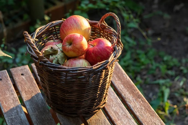 Свежие спелые яблоки в корзине, на открытом воздухе — стоковое фото