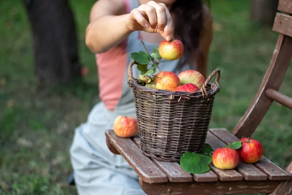 A basket with apples on a garden chair, outdoors