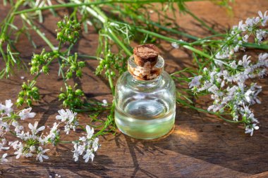 Kişniş bitkisi ile bir şişe kişniş yağı.