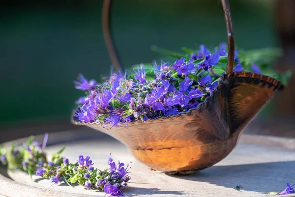 Flori proaspete yssop într-un coș, în aer liber — Fotografie, imagine de stoc