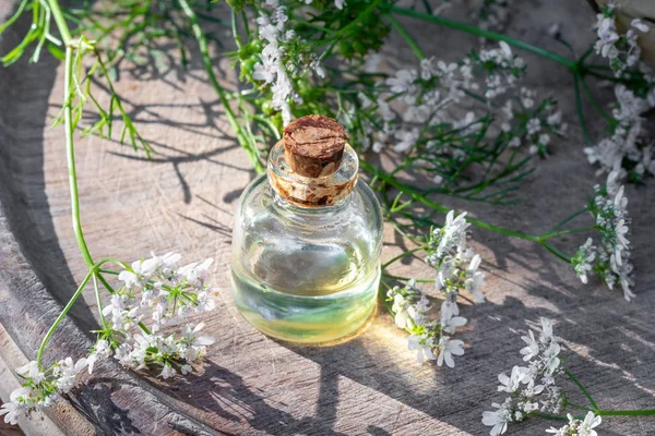 A bottle of coriander essential oil with blooming cilantro