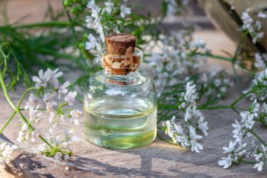 Kişniş bitkisi ile bir şişe kişniş yağı.